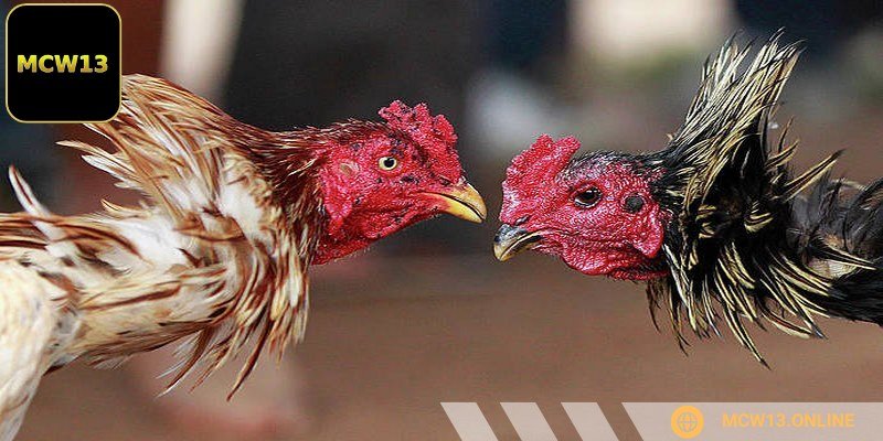 Cược Hòa là hình thức khá phổ biến trong đá gà MCW13