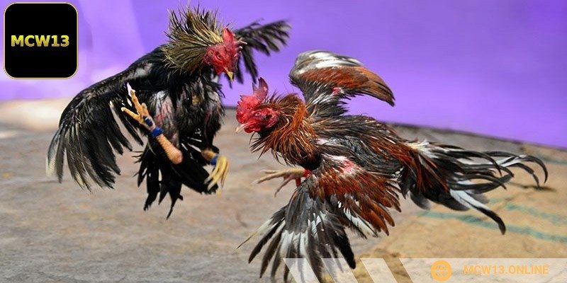 Đặt cược linh hoạt, trả thưởng nhanh chóng với mức cao