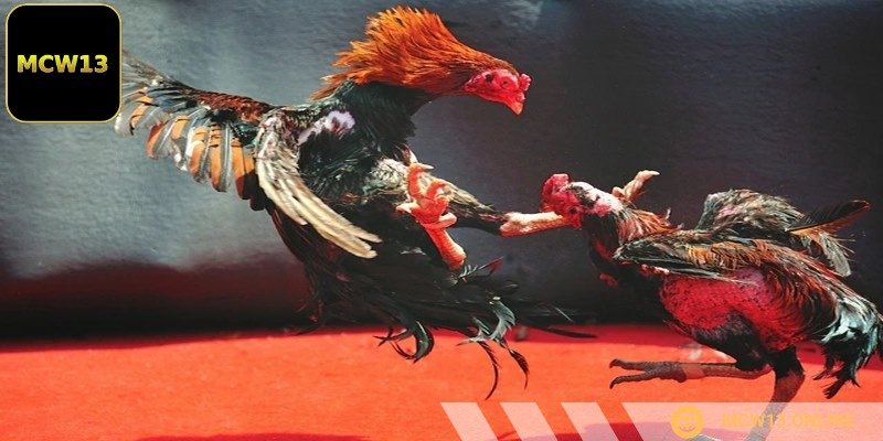 Sân chơi mang đến trải nghiệm gây cấn, kịch tính