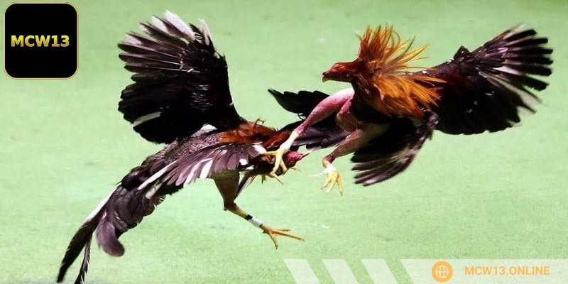 Hình ảnh phát sóng rõ nét, tạo cảm giác chân thực nhất