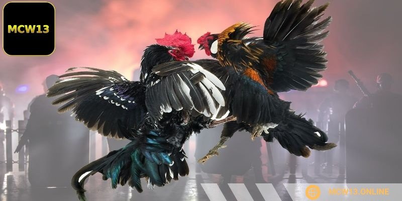 Sảnh SV388 được tổ chức chuyên nghiệp tại các trường kê lớn