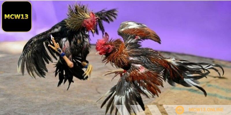 Đặt cược tại đá gà Thomo Campuchia không chỉ dựa vào may mắn