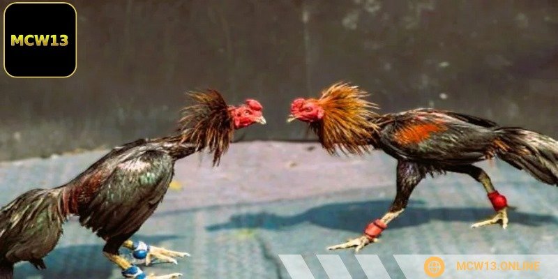 Việc quan sát phong thái kê chiến trước trận đấu