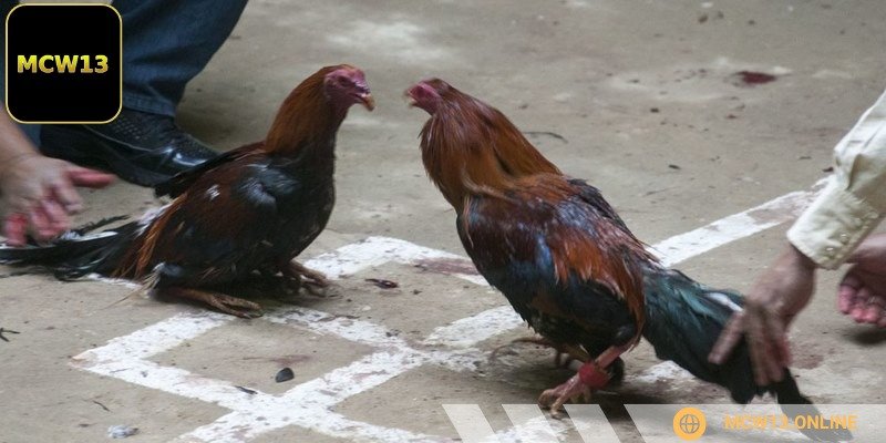 Bạn cần tìm hiểu về các quy định của sân chọi kê Campuchia