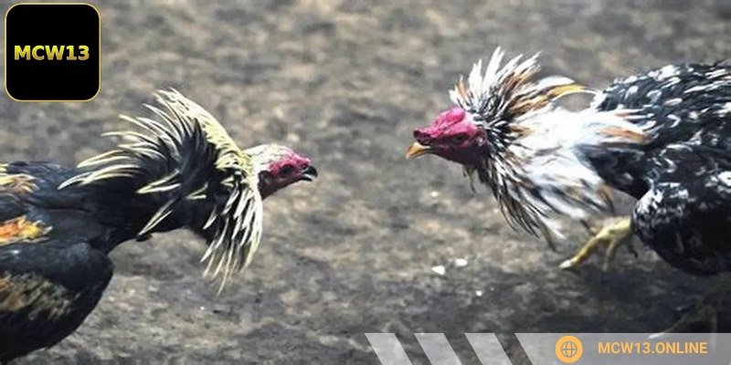 Thời điểm đặt cược cũng ảnh hưởng lớn đến cơ hội thắng