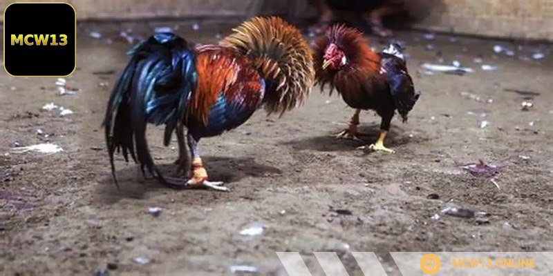 Một trận đá gà sẽ diễn ra theo thời gian quy định