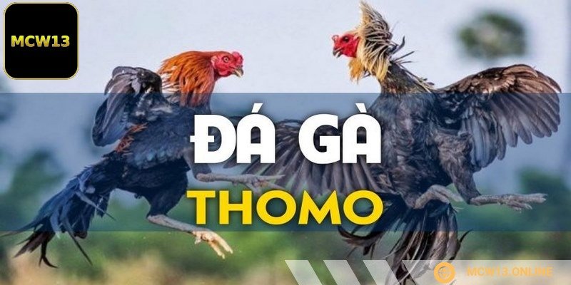 Đá gà Campuchia - Một phần văn hóa truyền thống lâu đời