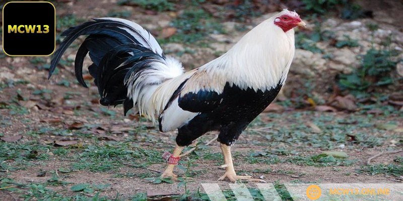 Một số mẹo để quản lý vốn hiệu quả bao gồm việc chia nhỏ số vốn