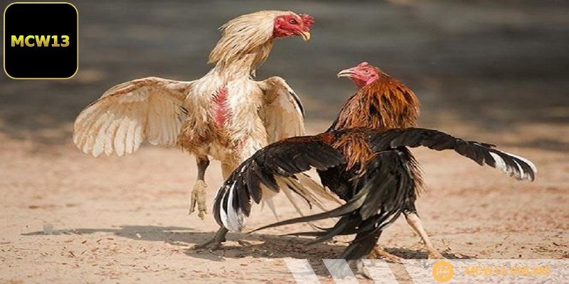 Tại MCW13, có nhiều loại kèo cược Đá gà tre khác nhau
