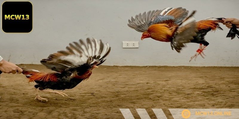 Bạn chú ý đến phong độ của kê