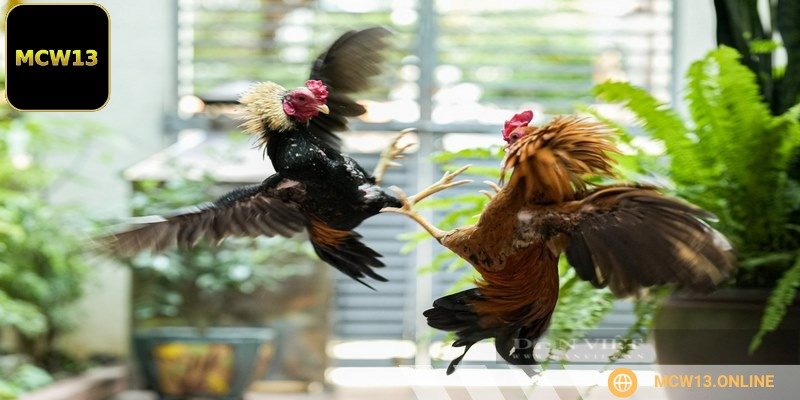 Thể trạng của gà là yếu tố quyết định đến khả năng thi đấu