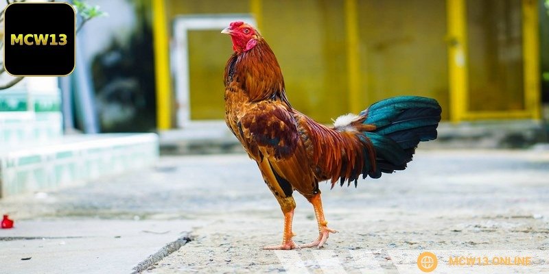 Thương hiệu thiết kế nền tảng trực quan, dễ thao tác