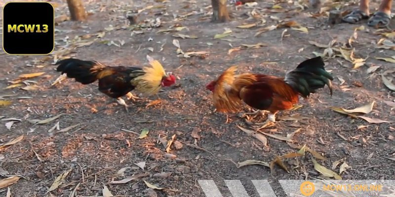 Đá gà tre vốn là trò chơi dân gian gắn liền với nhiều thế hệ